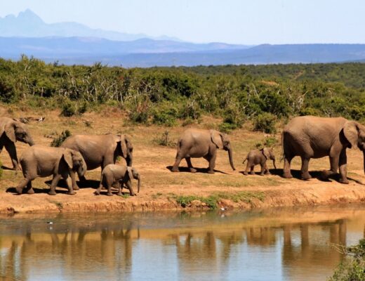 Safari