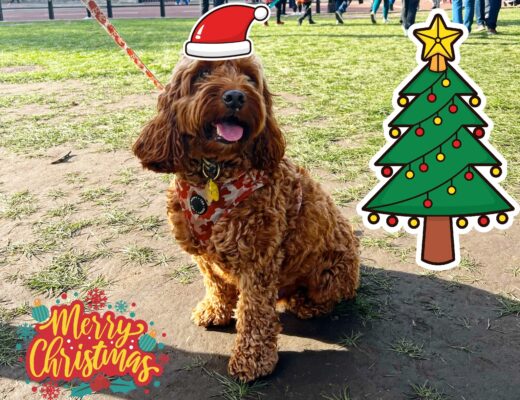 Christmas Dog