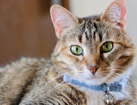 cat collar